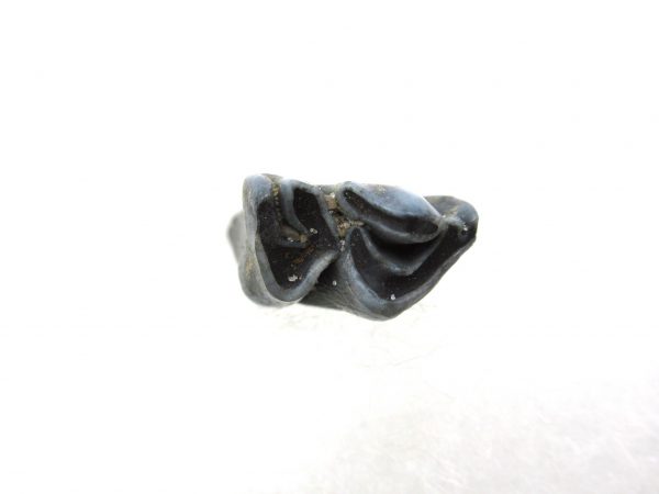 Genuine Pleistocene Age Deer Tooth from Florida for Sale #5b