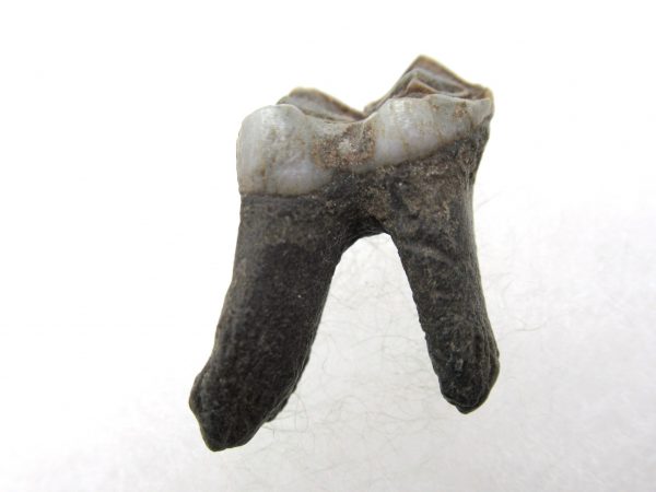 Genuine Pleistocene Age Deer Tooth from Florida for Sale #6