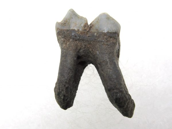 Genuine Pleistocene Age Deer Tooth from Florida for Sale #6a