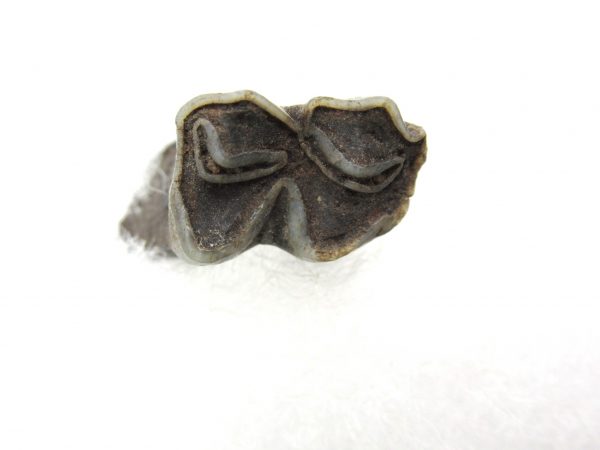 Genuine Pleistocene Age Deer Tooth from Florida for Sale #6b