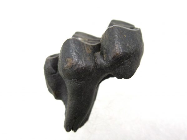 Genuine Pleistocene Age Deer Tooth from Florida for Sale #7