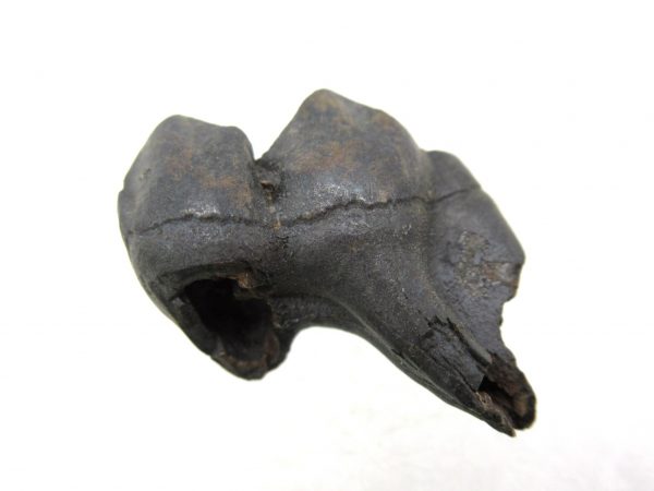 Genuine Pleistocene Age Deer Tooth from Florida for Sale #7a