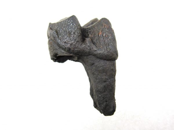 Genuine Pleistocene Age Deer Tooth from Florida for Sale #8