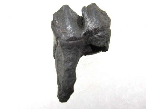 Genuine Pleistocene Age Deer Tooth from Florida for Sale #8a