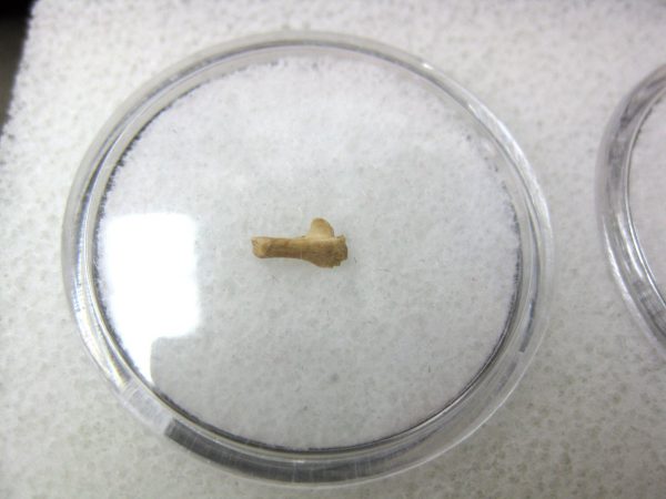 Florida Ice Age Mammal Bone #1