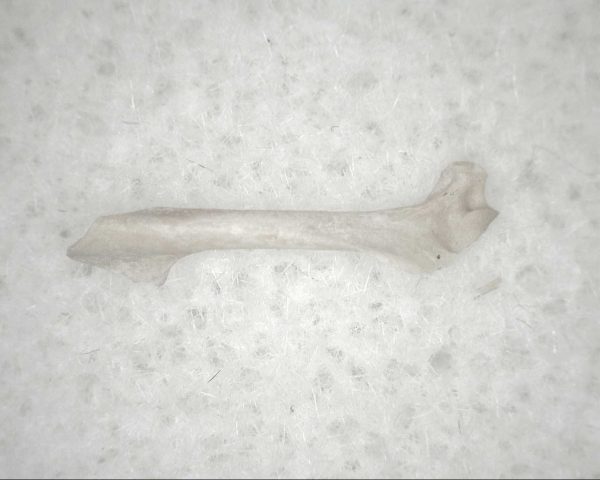 Florida Ice Age Mammal Bone #10 - Image 2