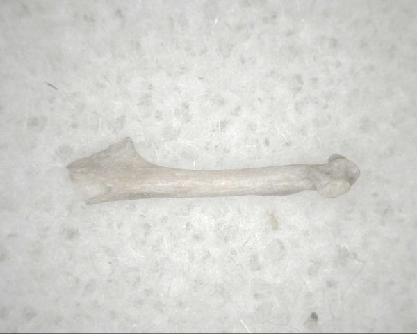 Florida Ice Age Mammal Bone #10 - Image 3