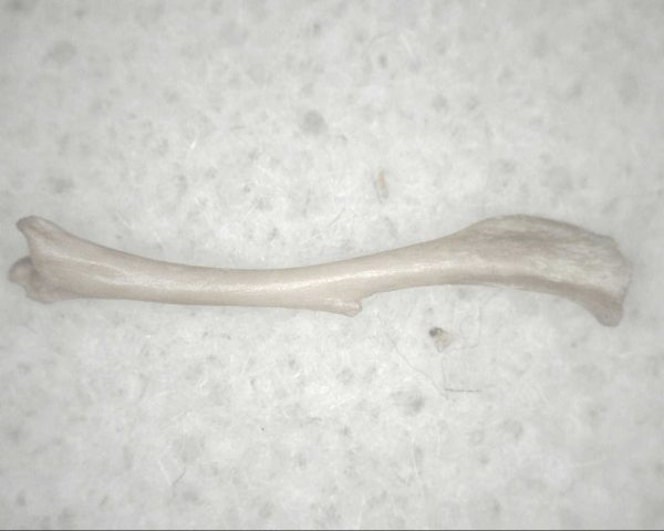 Florida Ice Age Mammal Bone #11 - Image 2