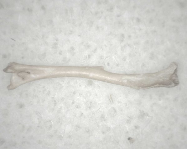 Florida Ice Age Mammal Bone #11 - Image 3