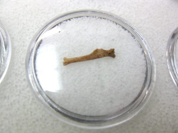 Florida Ice Age Mammal Bone #12