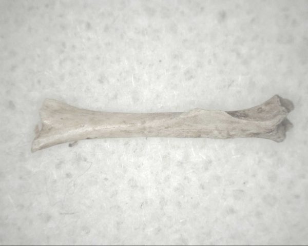 Florida Ice Age Mammal Bone #12 - Image 2