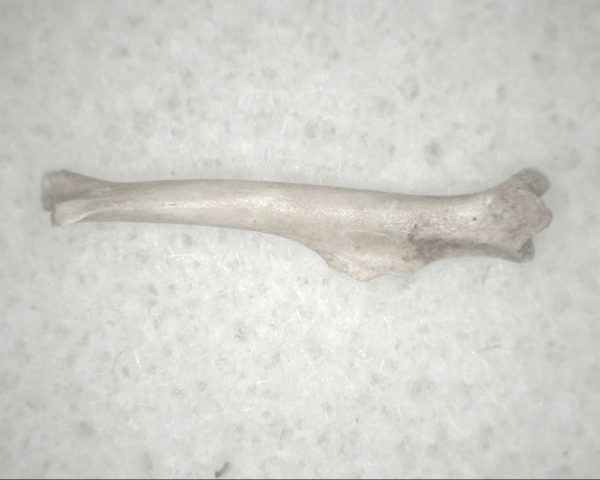 Florida Ice Age Mammal Bone #12 - Image 3