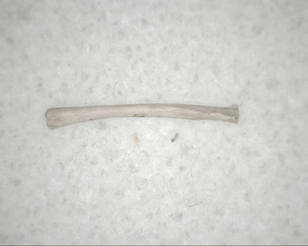 Florida Ice Age Mammal Bone #13 - Image 2