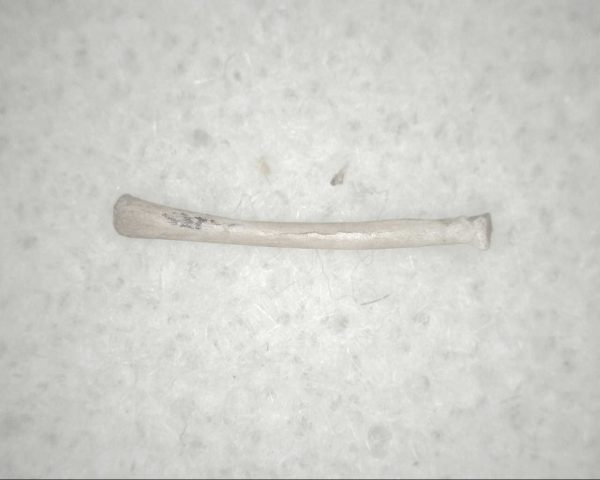 Florida Ice Age Mammal Bone #13 - Image 3