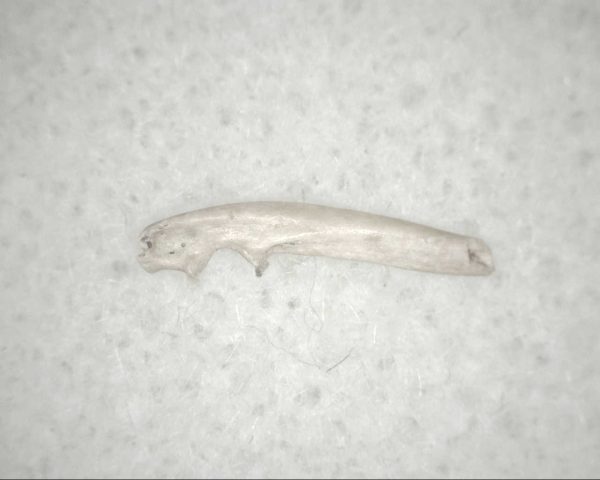 Florida Ice Age Mammal Bone #14 - Image 2