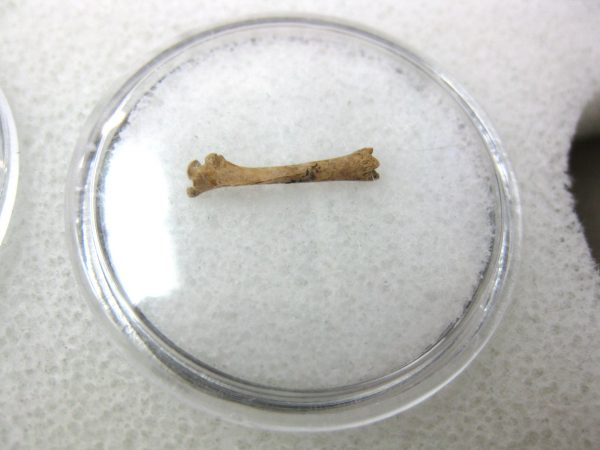 Florida Ice Age Mammal Bone #15