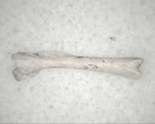 Florida Ice Age Mammal Bone #15 - Image 2