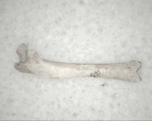 Florida Ice Age Mammal Bone #15 - Image 3