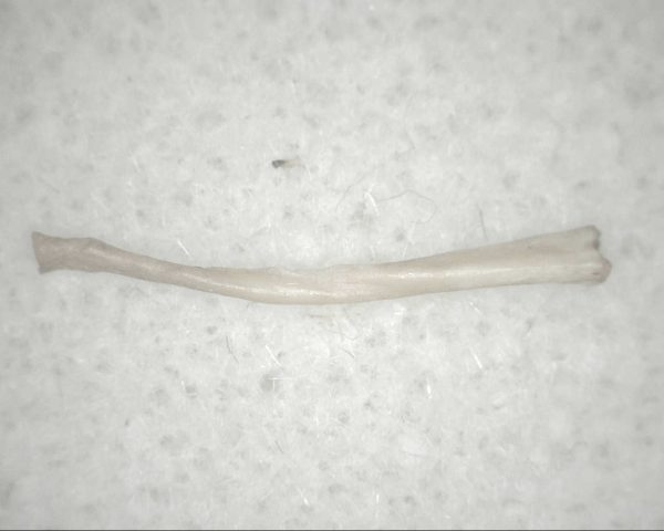 Florida Ice Age Mammal Bone #16 - Image 2