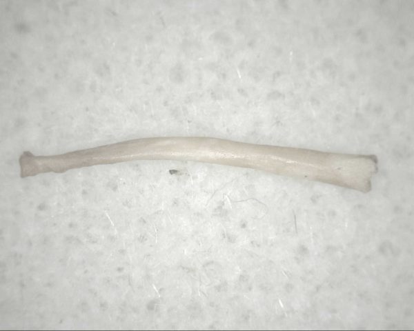 Florida Ice Age Mammal Bone #16 - Image 3