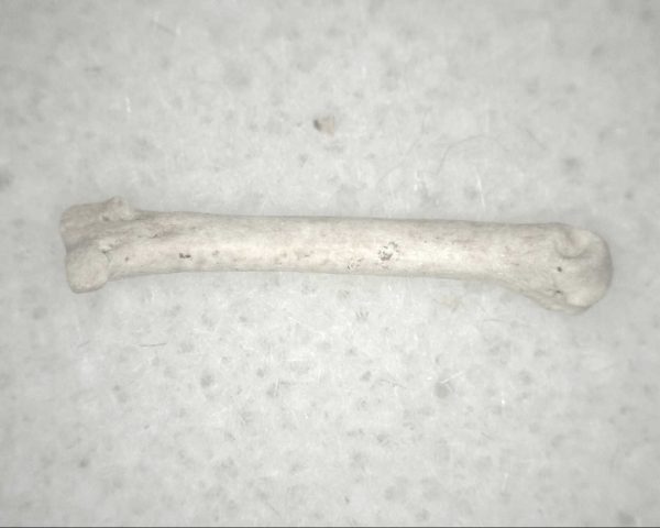 Florida Ice Age Mammal Bone #17 - Image 2