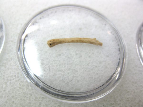 Florida Ice Age Mammal Bone #18