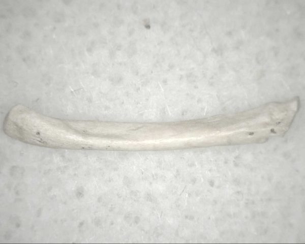 Florida Ice Age Mammal Bone #18 - Image 2