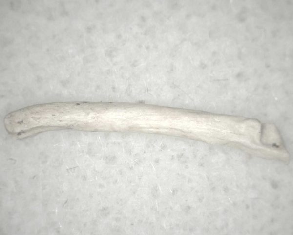 Florida Ice Age Mammal Bone #18 - Image 3