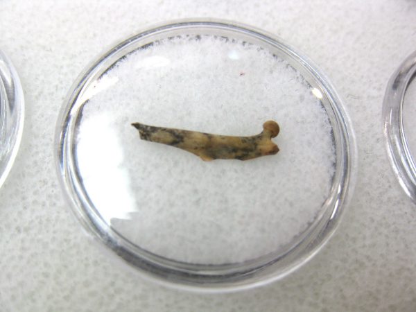 Florida Ice Age Mammal Bone #19