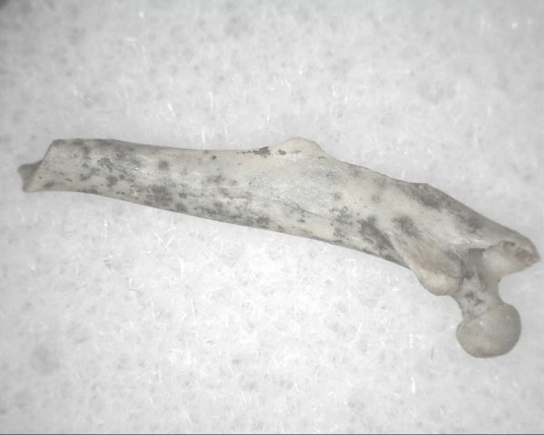 Florida Ice Age Mammal Bone #19 - Image 2