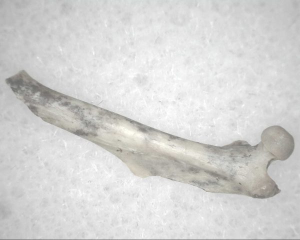 Florida Ice Age Mammal Bone #19 - Image 3