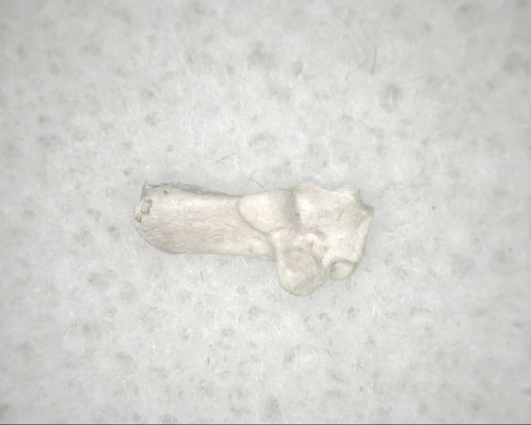 Florida Ice Age Mammal Bone #1 - Image 2