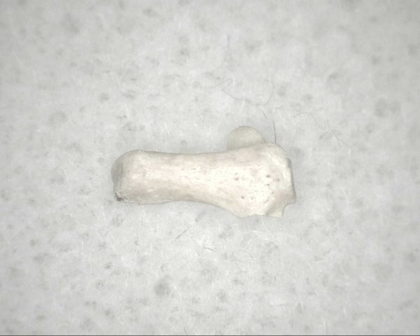 Florida Ice Age Mammal Bone #1 - Image 3