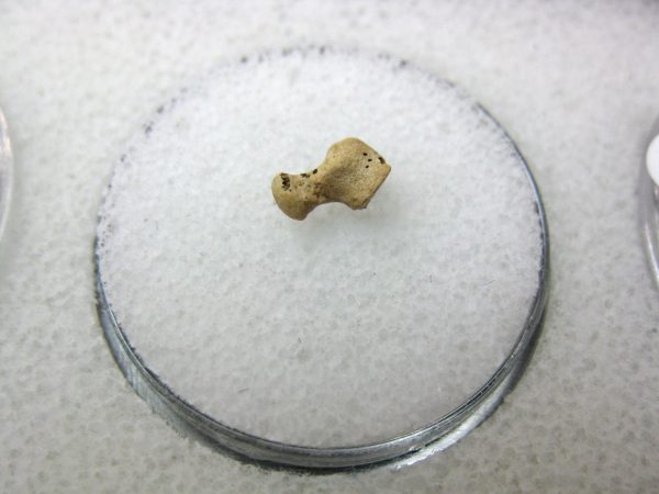 Florida Ice Age Mammal Bone #2