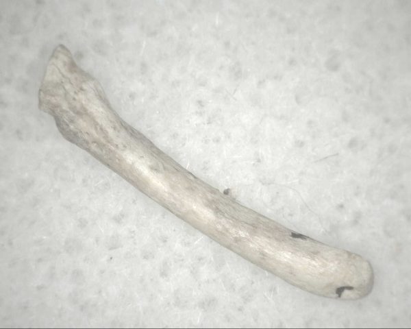 Florida Ice Age Mammal Bone #21 - Image 2