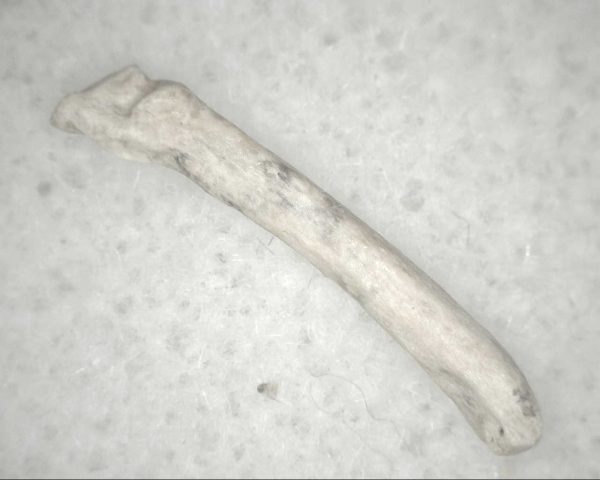 Florida Ice Age Mammal Bone #21 - Image 3