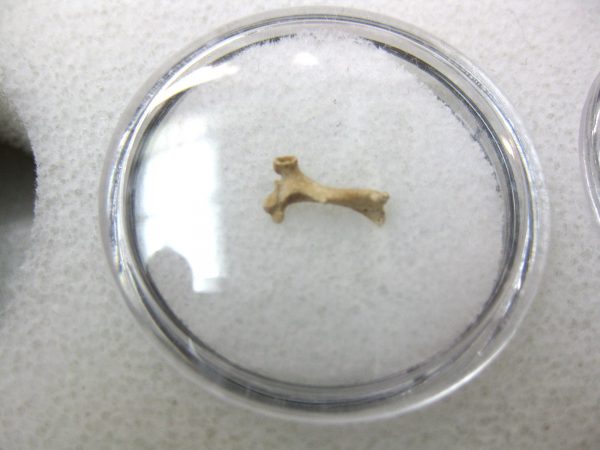 Florida Ice Age Mammal Bone #22