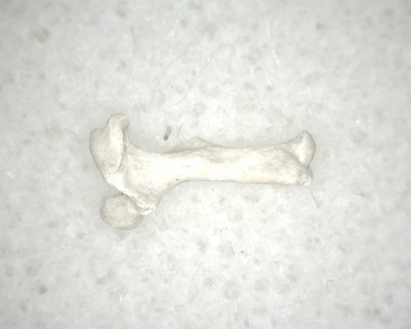 Florida Ice Age Mammal Bone #22 - Image 2