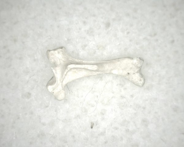 Florida Ice Age Mammal Bone #22 - Image 3