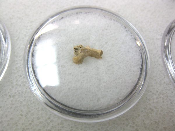 Florida Ice Age Mammal Bone #23