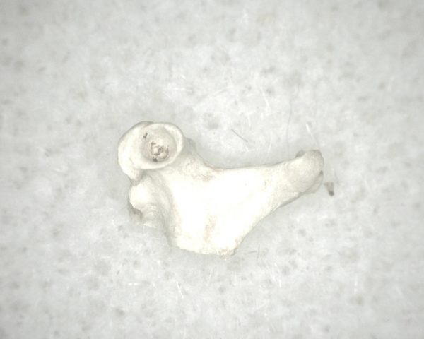 Florida Ice Age Mammal Bone #23 - Image 2