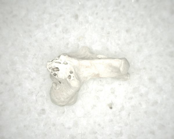 Florida Ice Age Mammal Bone #23 - Image 3