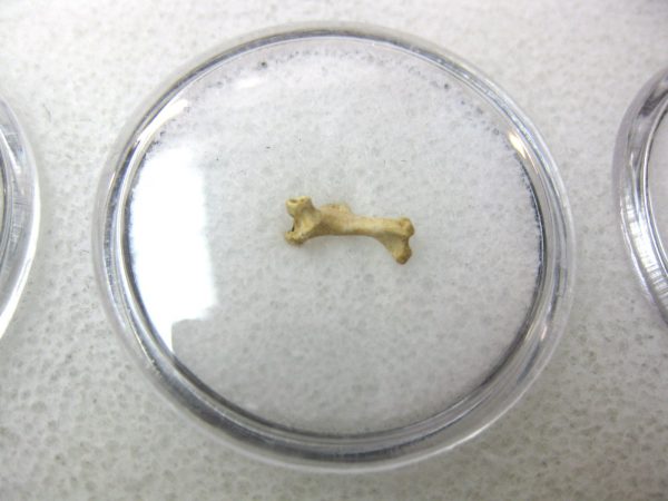 Florida Ice Age Mammal Bone #24