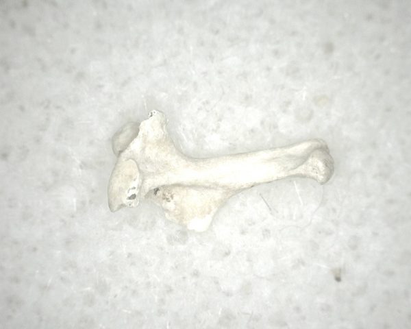 Florida Ice Age Mammal Bone #24 - Image 2