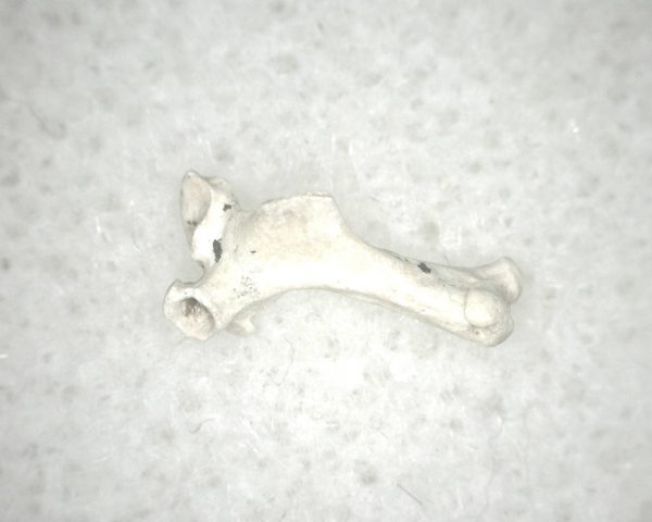 Florida Ice Age Mammal Bone #24 - Image 3