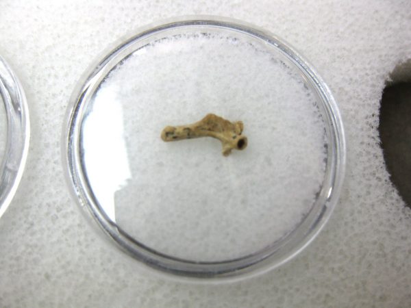 Florida Ice Age Mammal Bone #25