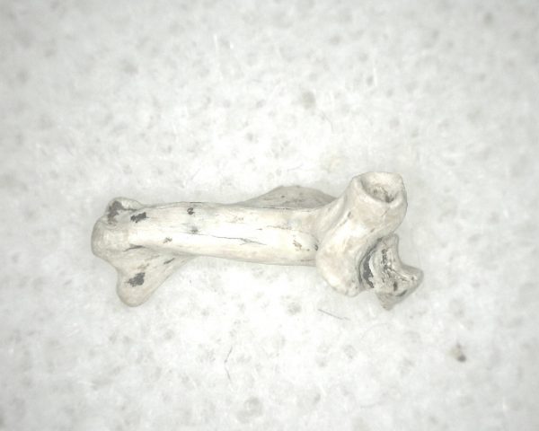 Florida Ice Age Mammal Bone #25 - Image 2