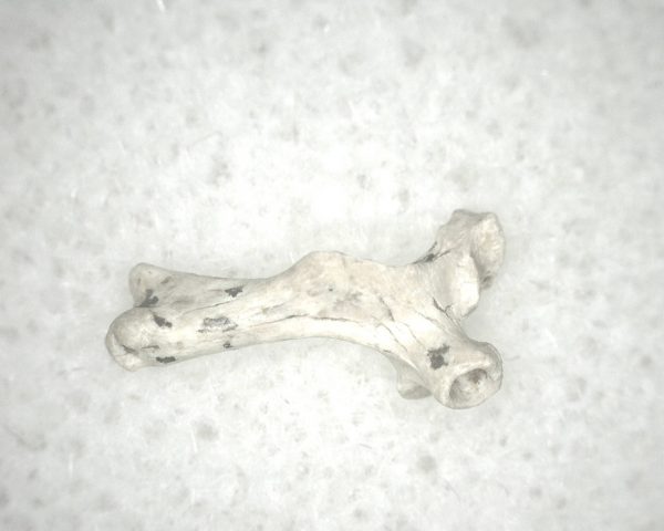 Florida Ice Age Mammal Bone #25 - Image 3