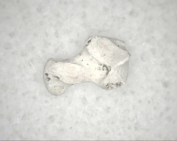 Florida Ice Age Mammal Bone #2 - Image 2