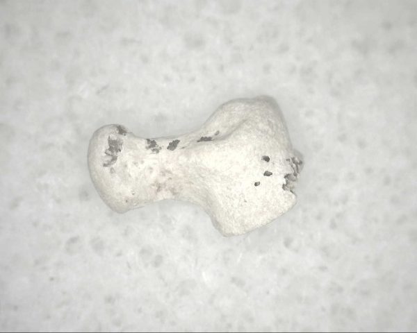 Florida Ice Age Mammal Bone #2 - Image 3